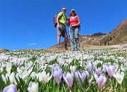 Ai Piani dell’Avaro ben fioriti di crocus – 2 maggio 2025 - FOTOGALLERY